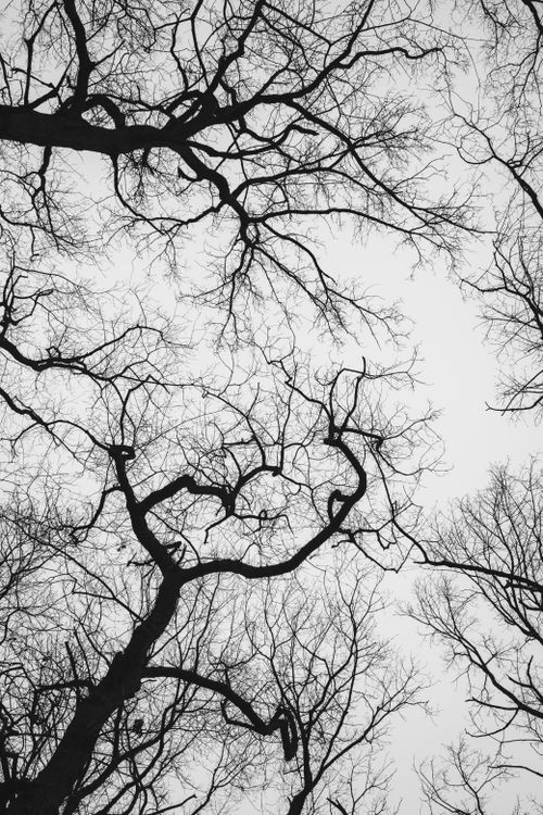 Free Silhouetted bare tree branches form intricate patterns against a moody grey winter sky. Stock Photo
