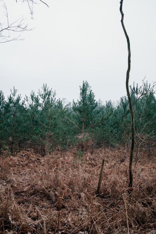 Imagine de stoc gratuită din arbori, arbori veșnic verzi, codru