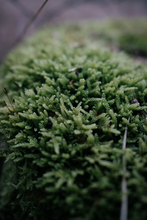 Free Detailed close-up of vibrant green moss showcasing texture and detail in a natural setting. Stock Photo