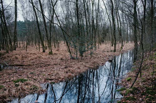 下落, 天性, 森林 的 免费素材图片
