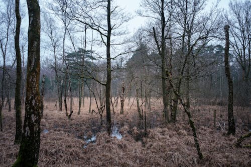 A forest with trees and grass in the middle