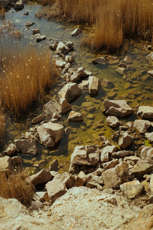 Free Peaceful natural lake with stones and tall rushes under daylight. Stock Photo