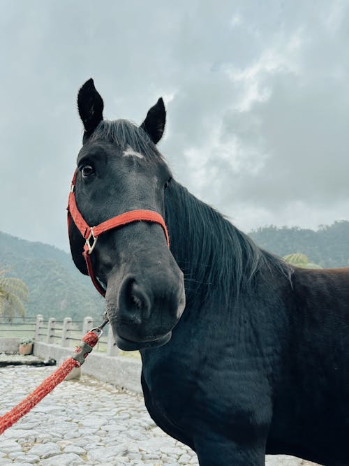 A black horse with a red harness on its neck