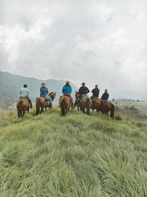 Foto stok gratis berkuda, kuda, langit mendung