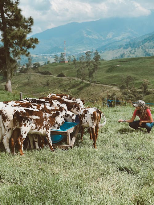 A man is feeding cows in a field