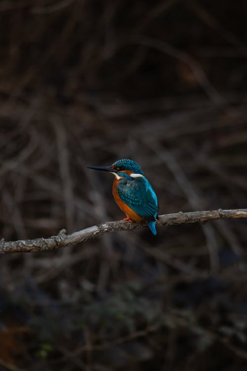 A kingfisher perched on a branch in the woods