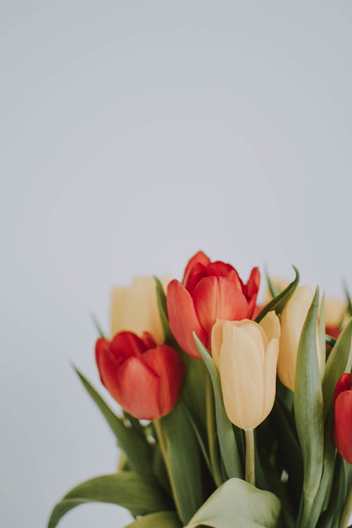 Free Tulip Flowers Stock Photo