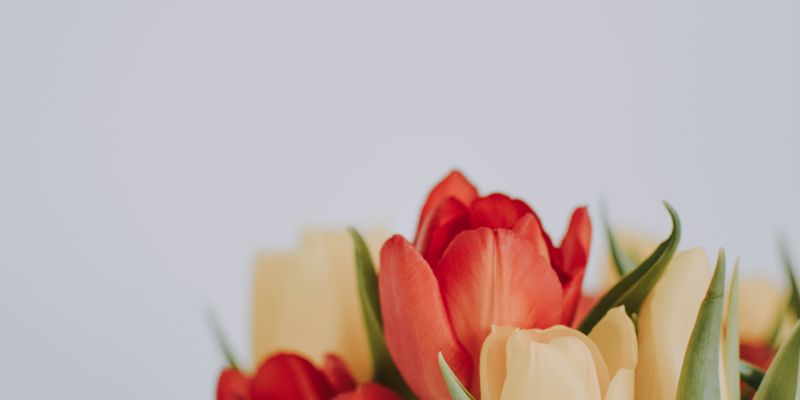 Tulipanes en flor