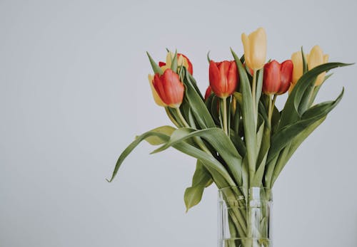 Photo of Red and Yellow Petaled Tulips in Glass Vase