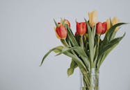 灰色背景前，玻璃花瓶中的红黄郁金香优雅特写