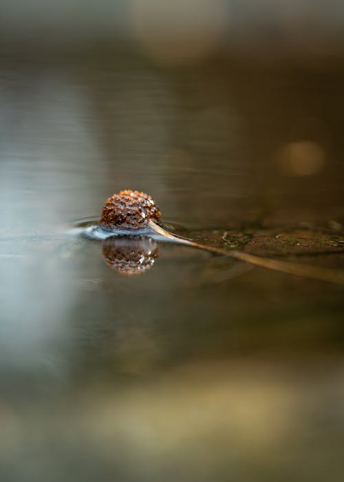 A snail is floating in the water