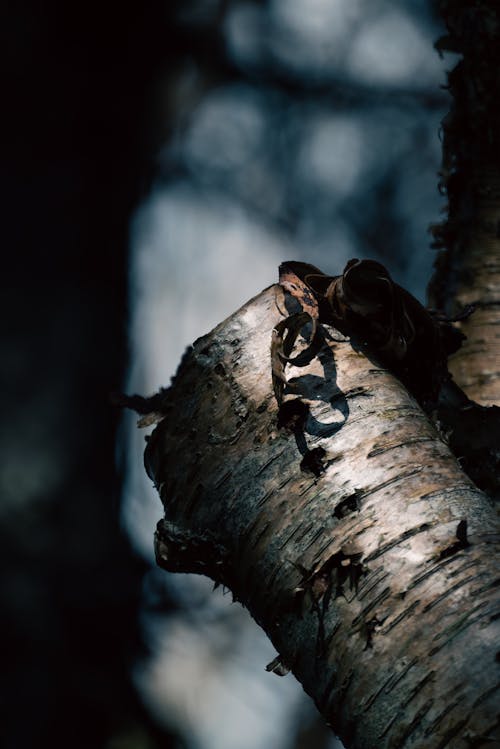 A close up of a tree trunk with a bird on it