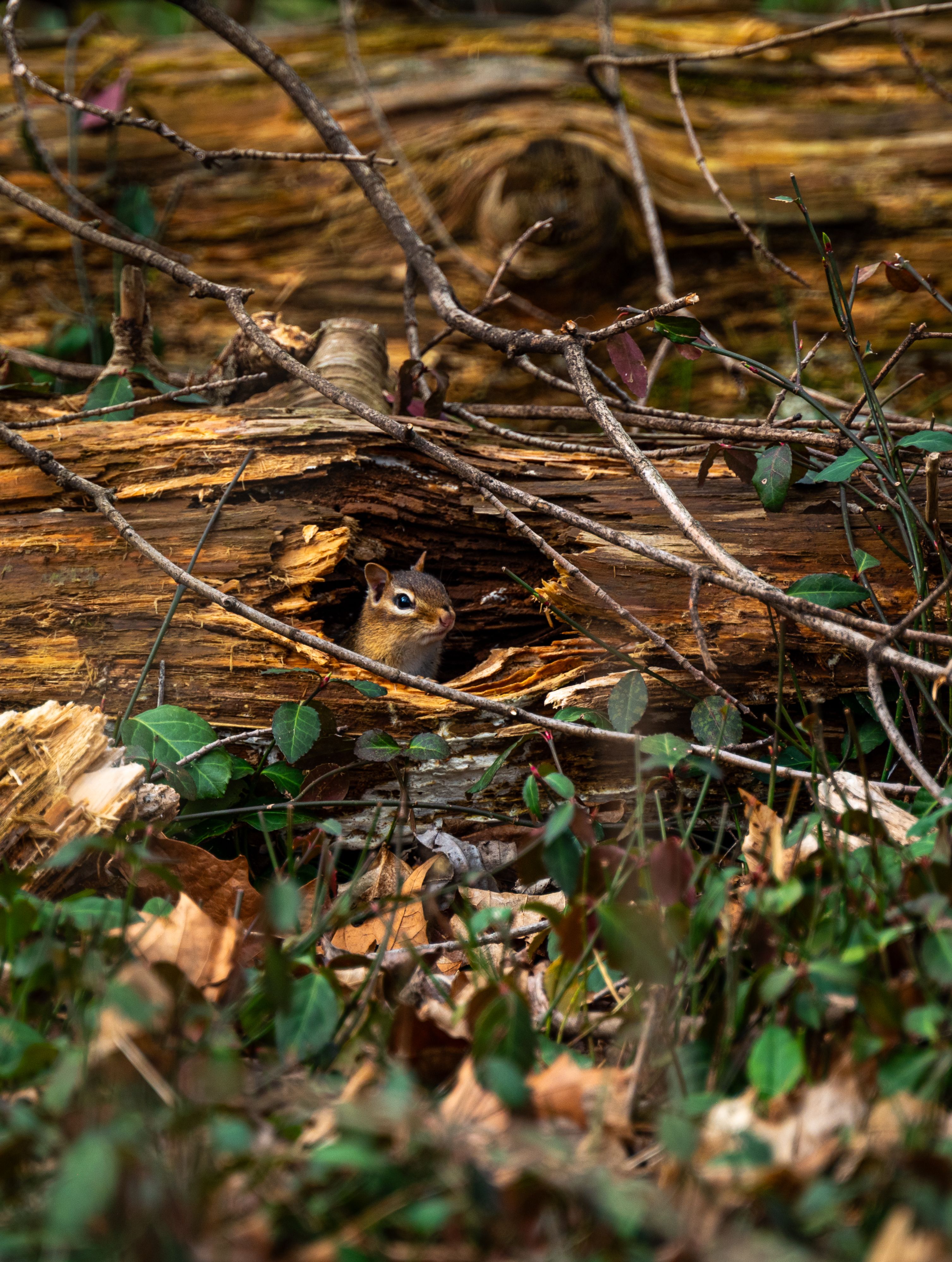 Camouflage Owl Photos, Download The BEST Free Camouflage Owl Stock