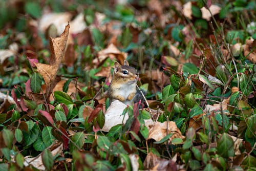 A chipmunk sitting in the leaves of a bush