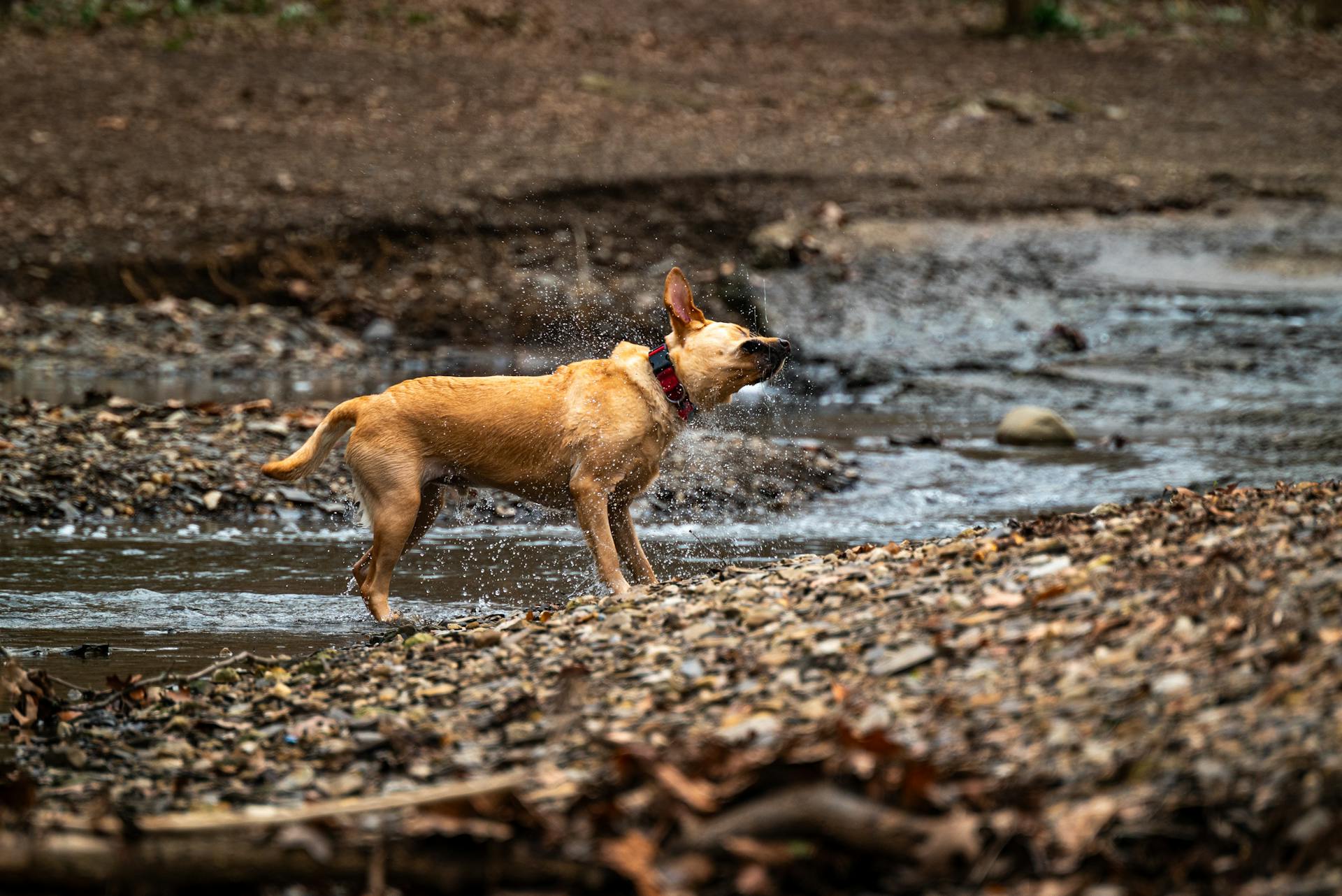 Wet Dog Shaking off the Water