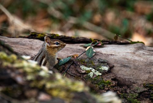 Free Close-up of a chipmunk beside a tree trunk with moss in a forest setting. Stock Photo