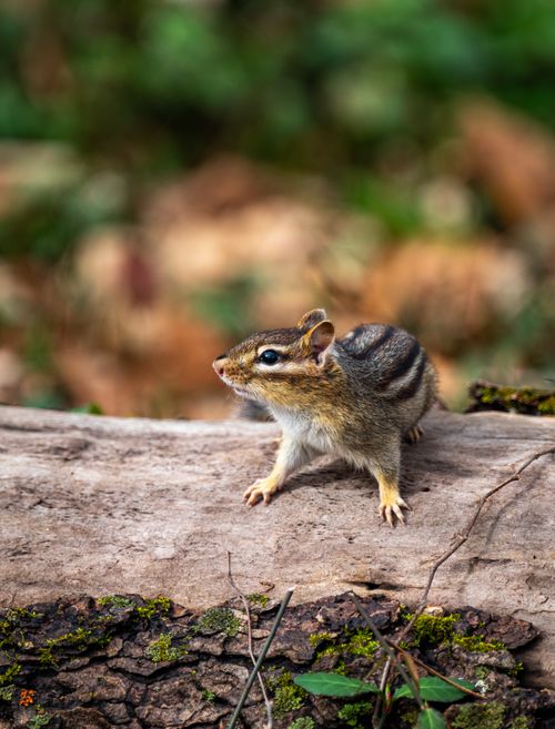 Free A curious chipmunk on a log amidst vibrant forest surroundings, captured in nature. Stock Photo