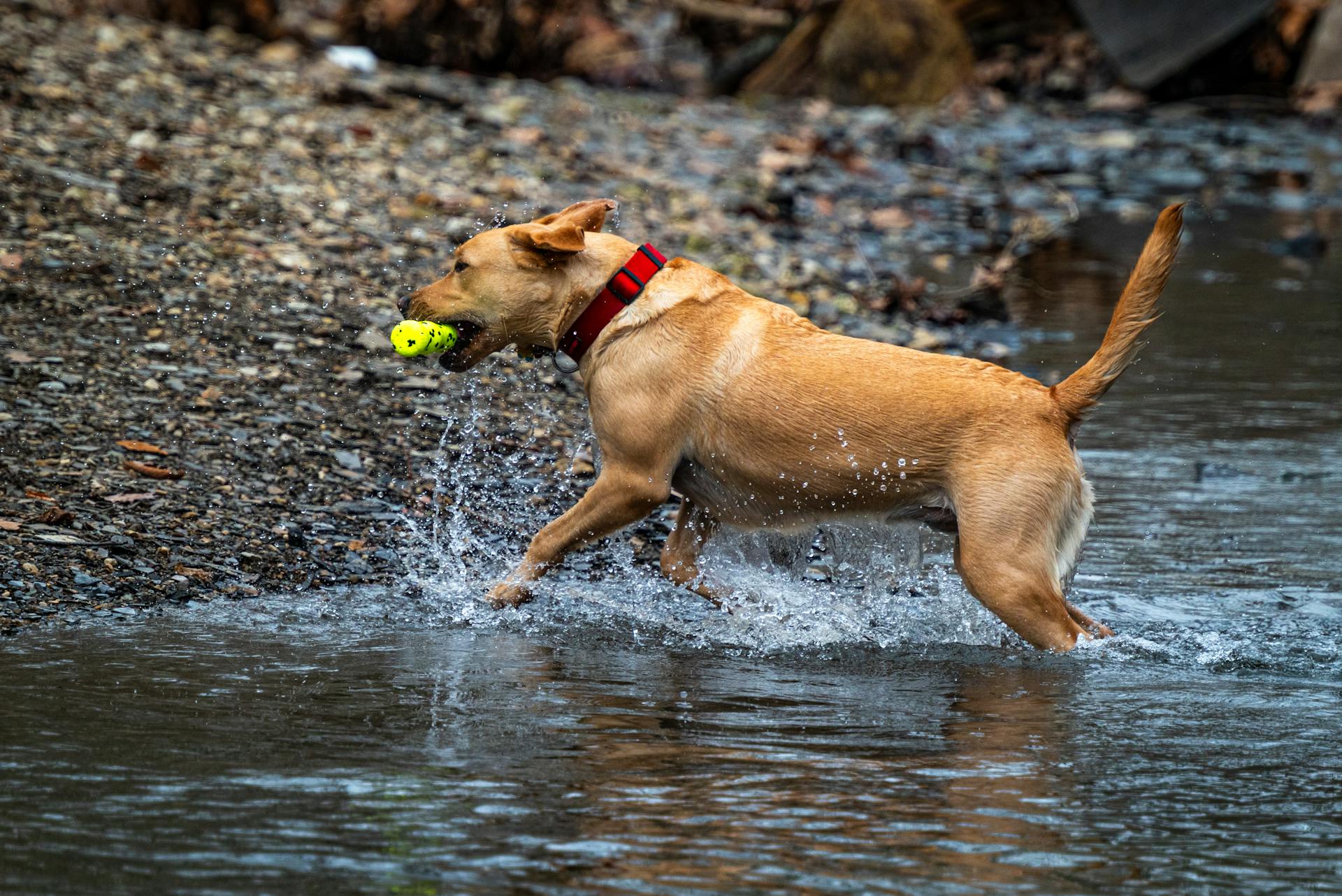 Dog with Toy in Mouth Running Out Water