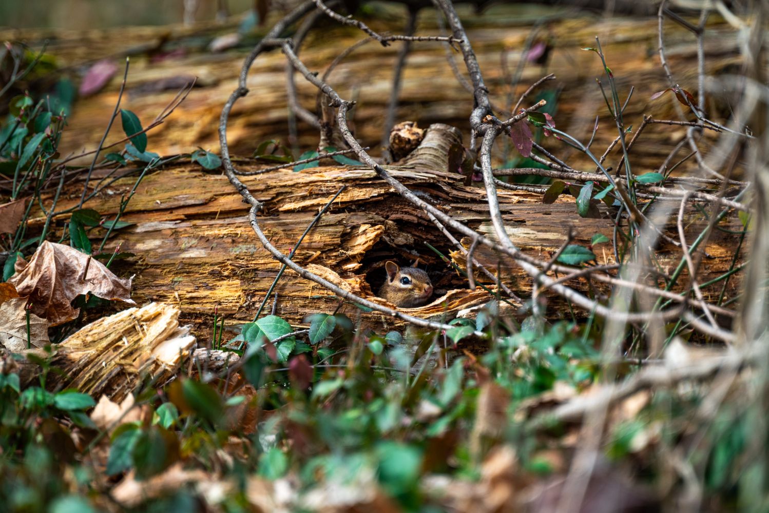 Chipmunk Nest Photos, Download The BEST Free Chipmunk Nest Stock Photos ...