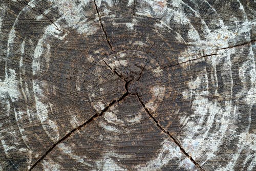 A close up of a tree stump with a hole in it