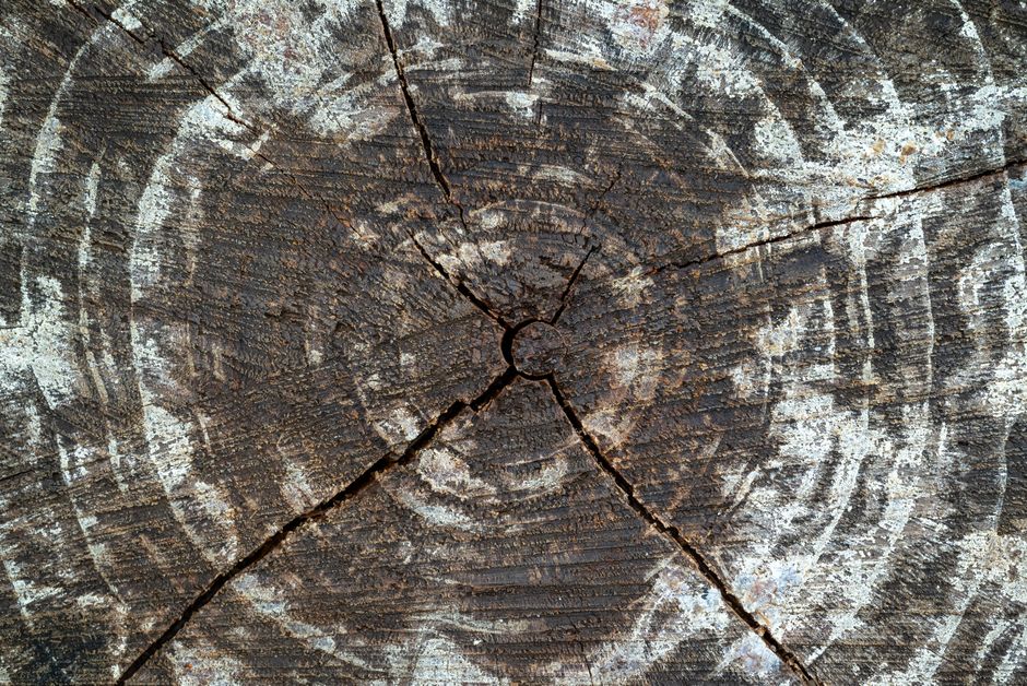 Ancient Tree Rings Reveal Severe Drought Drove Collapse of Bronze Age Civilizations
