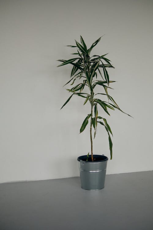 A potted plant with a long stem and leaves