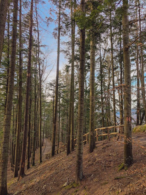 Foto profissional grátis de árvores, calçada, colina