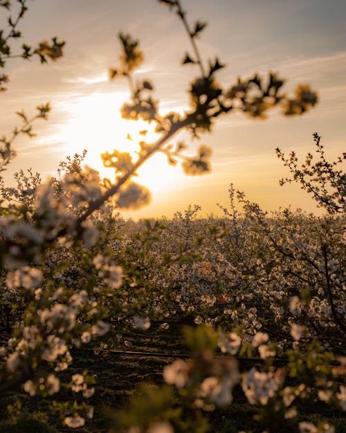 Fields of cherry blossoms during a golden  hour (Jovan Vasiljević Photography)