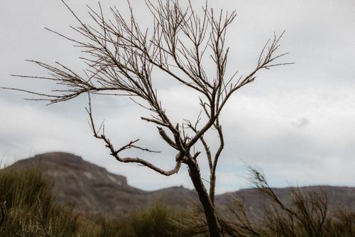 Free A solitary bare tree stands against an arid mountainous background, capturing nature's stark beauty. Stock Photo