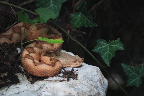 Безкоштовне стокове фото на тему «бура змія, дика природа, камінь»