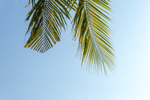 Безкоштовне стокове фото на тему «блакитне небо, зелене листя, пальма»