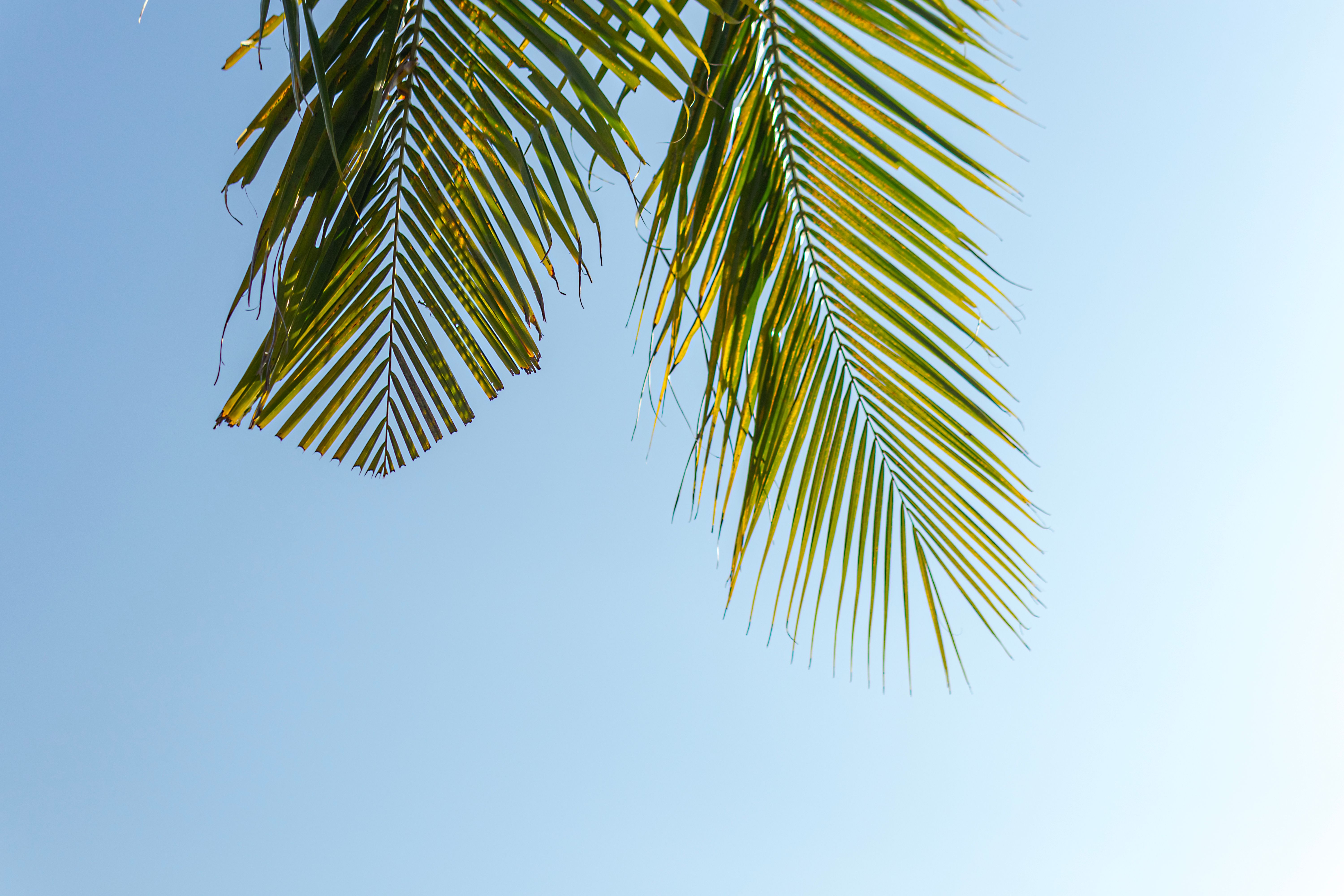 Palm Tree Leaves against Blue Sky · Free Stock Photo