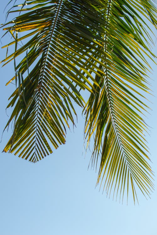 Palm tree leaves against a blue sky