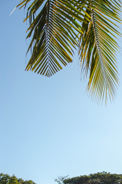 A palm tree with a blue sky in the background