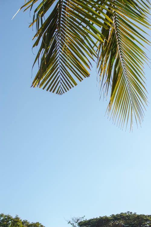 Kostenloses Stock Foto zu äste, blätter, klarer himmel