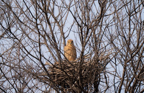 A bird is sitting on top of a nest in a tree