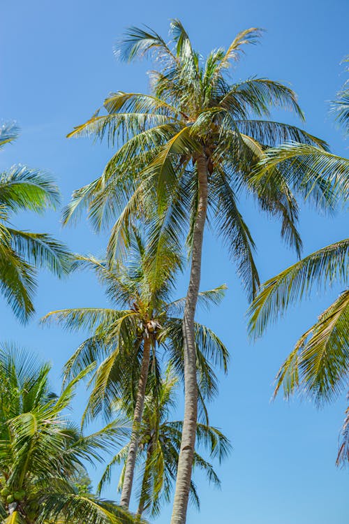 A group of palm trees against a blue sky