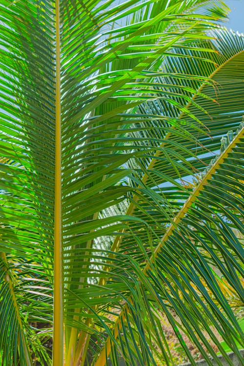 A palm tree with green leaves and a blue sky