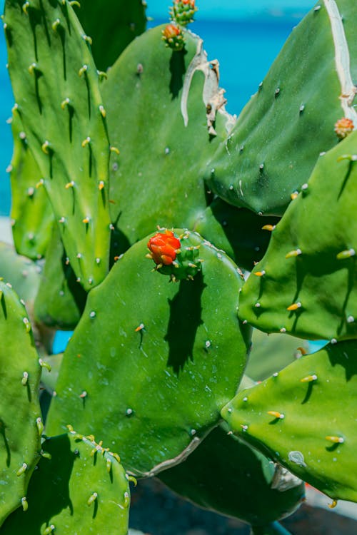 A cactus plant with red flowers and green leaves