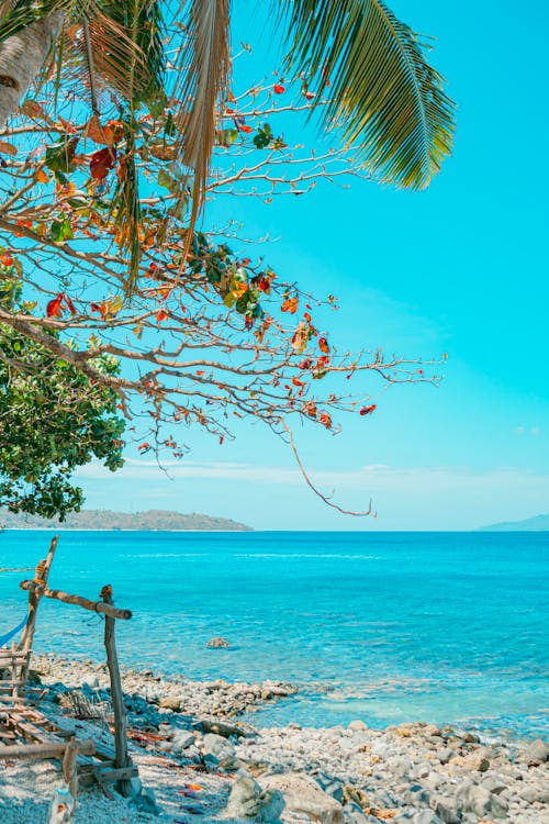 A beach with palm trees and a blue ocean