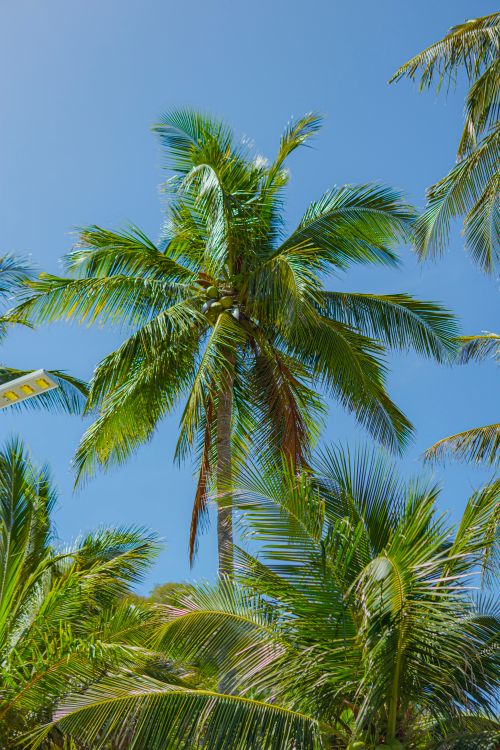 Free Tropical palm trees standing tall under a bright, clear blue sky. Stock Photo
