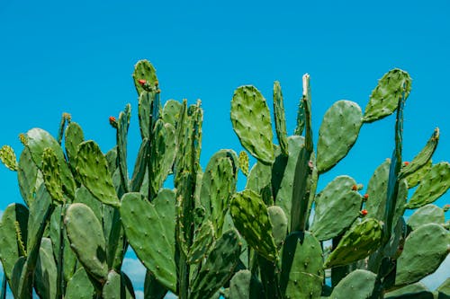 Imagine de stoc gratuită din agavă, cactus, cer senin