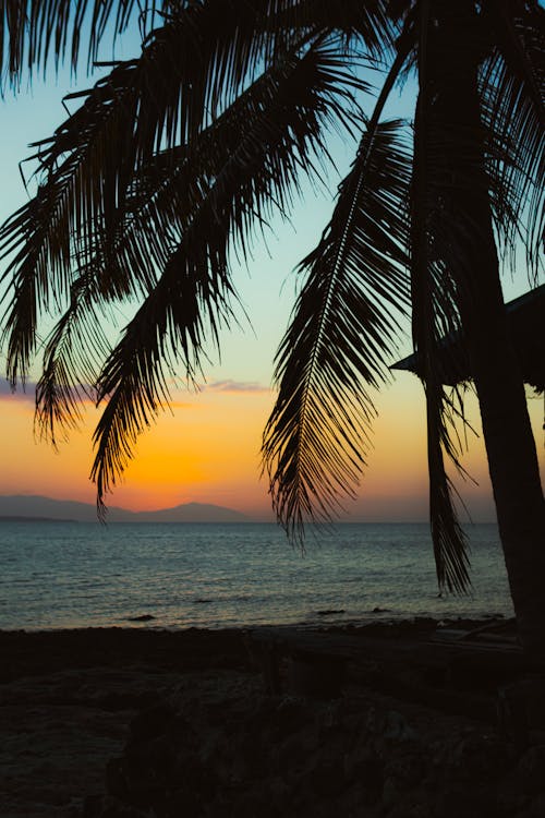 A sunset with palm trees and the ocean in the background