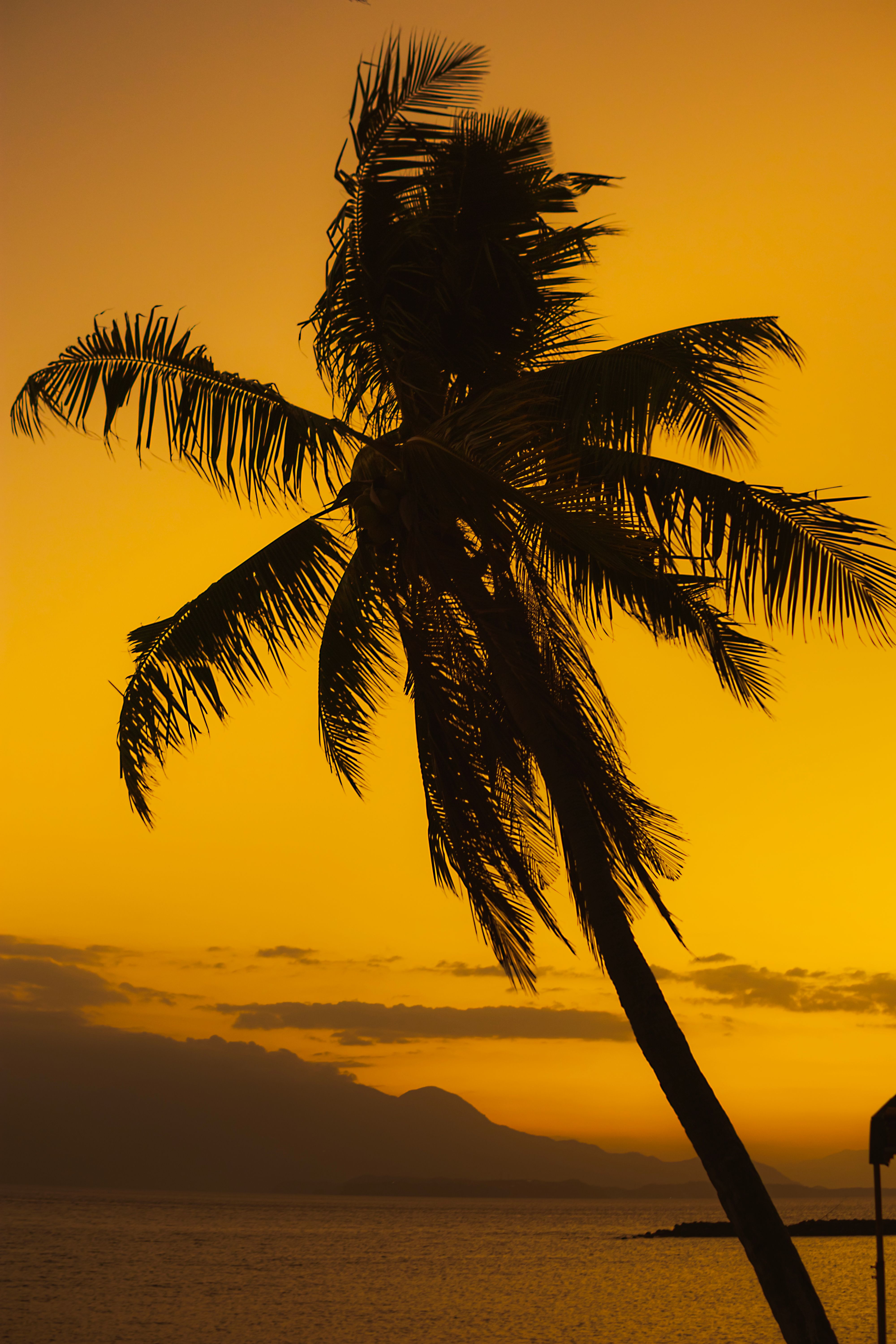 A palm tree silhouetted against the sunset · Free Stock Photo