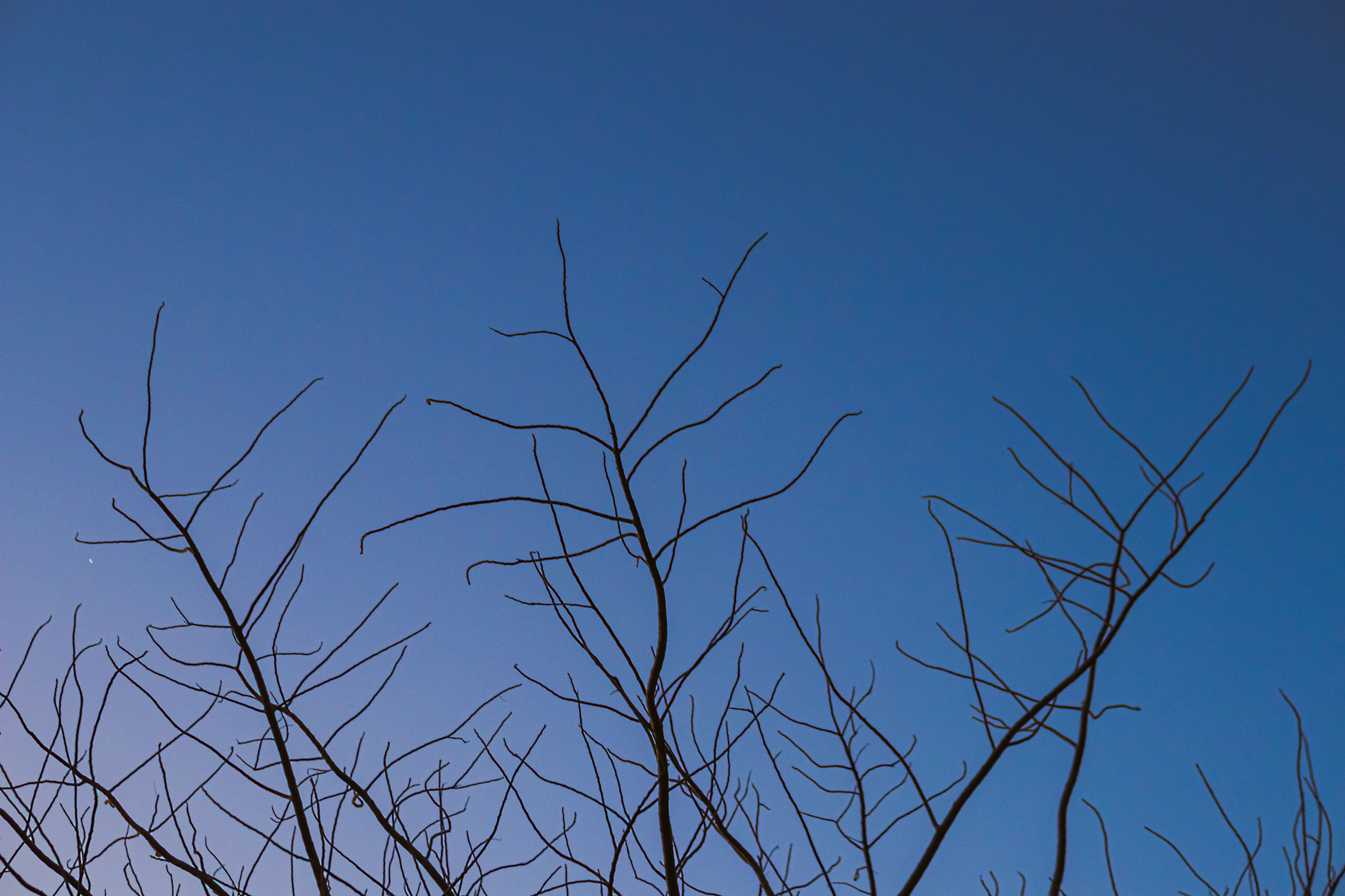 Artistic capture of bare tree branches silhouetted against a clear twilight sky.