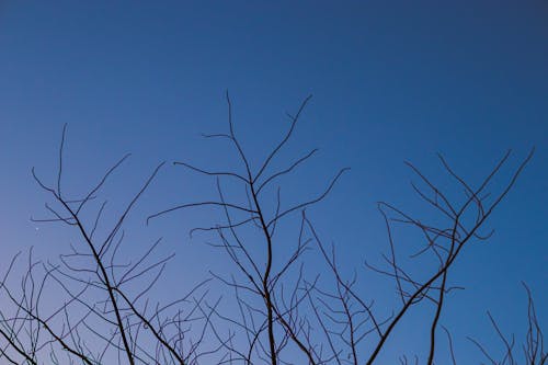 A bird flying through the sky with no leaves