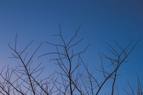 Free Artistic capture of bare tree branches silhouetted against a clear twilight sky. Stock Photo