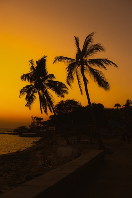 Бесплатное стоковое фото с вертикальный выстрел, золотое небо, пальмовые деревья