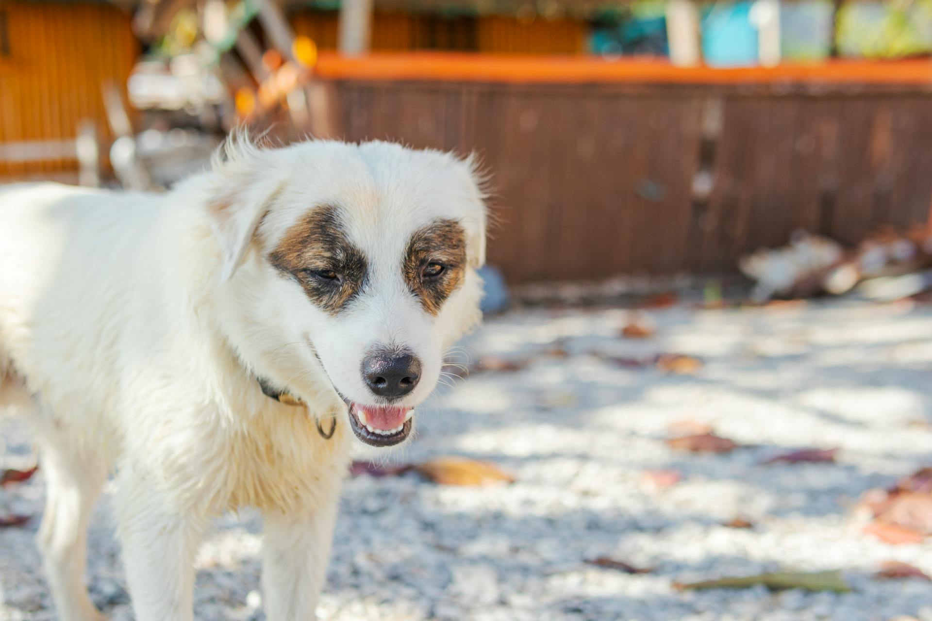 Cute Cream-Colored Kokoni Dog