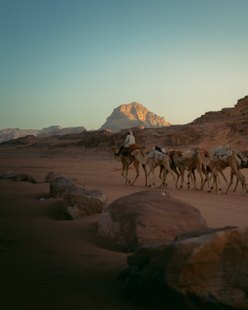 A group of people riding camels in the desert